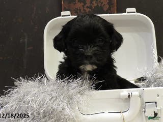 Shihpoo dogs Cypress - Ad 13