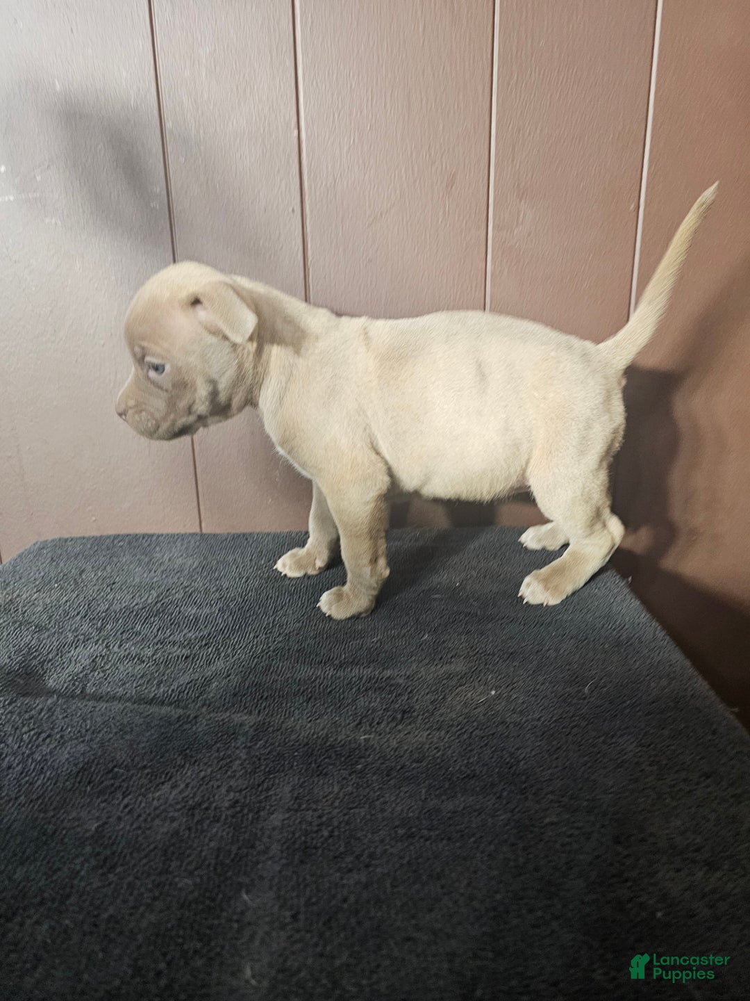 American Bully dogs for sale: DJ - Lilac - Ad 2