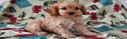 Cockapoo dogs for sale: Willow - Ad 3