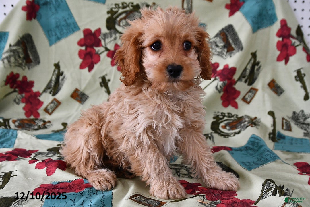 Cockapoo dogs for sale: Willow - Ad 3