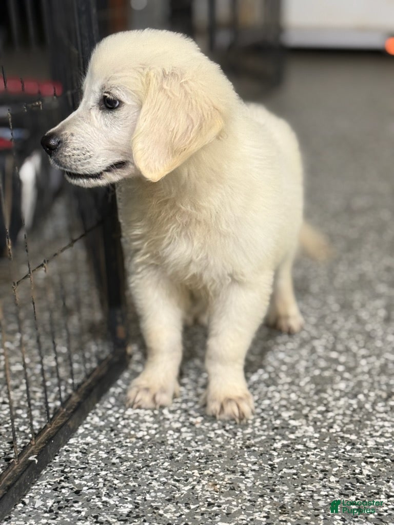 Golden Retriever dogs Jake - Ad 1