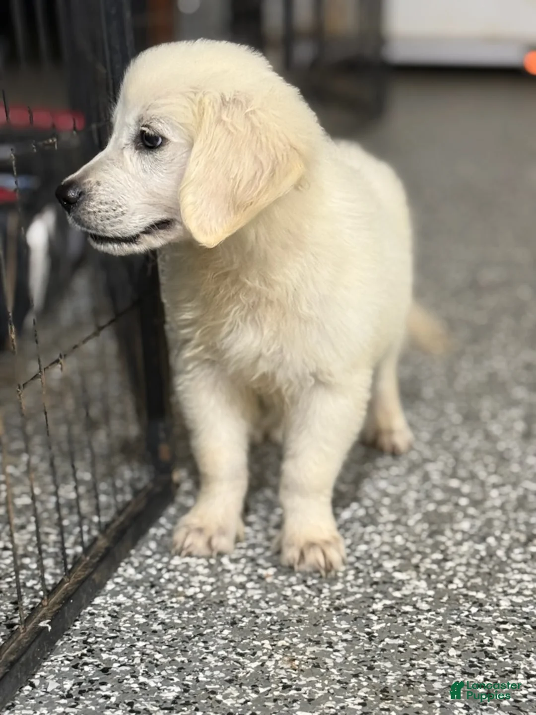 Golden Retriever dogs for sale: Jake - Ad 1