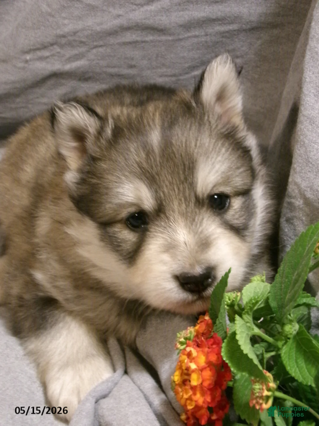 Pomsky dogs for sale: Alex - Ad 1