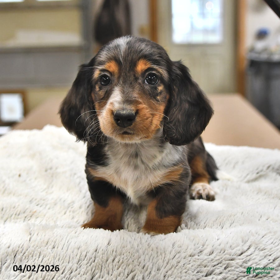 Miniature Dachshund dogs Peter - Ad 2