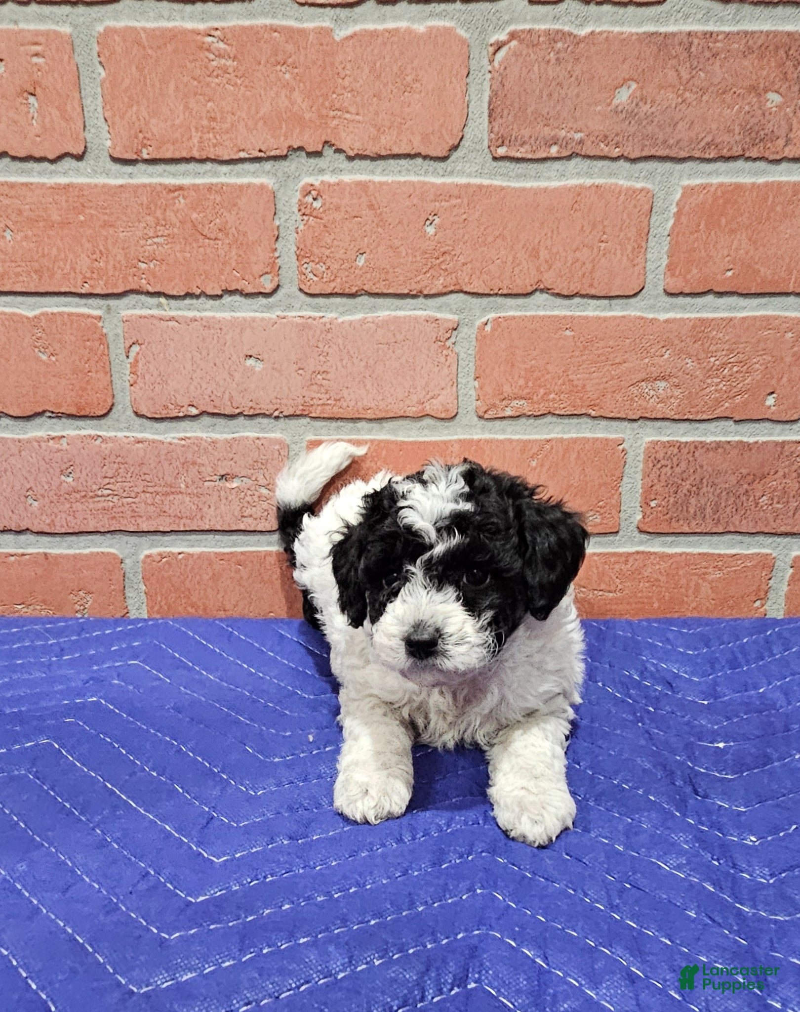 Toy Poodle dogs Toy Poodle Puppy 3 - Ad 21