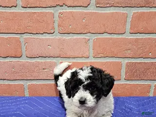 Toy Poodle dogs Toy Poodle Puppy 3 - Ad 21