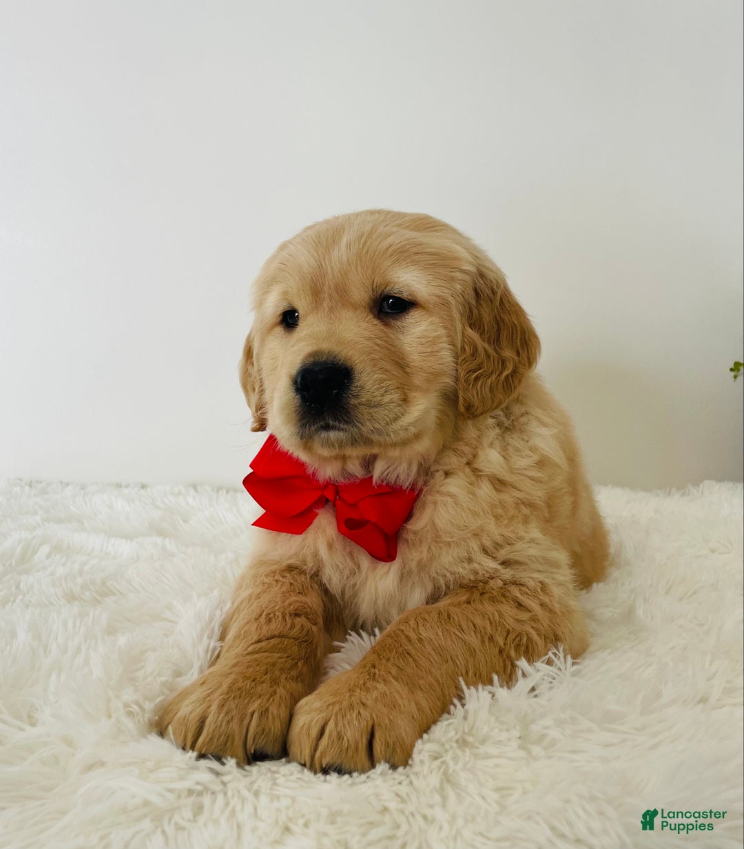 Golden Retriever dogs for sale: Miles - Ad 5