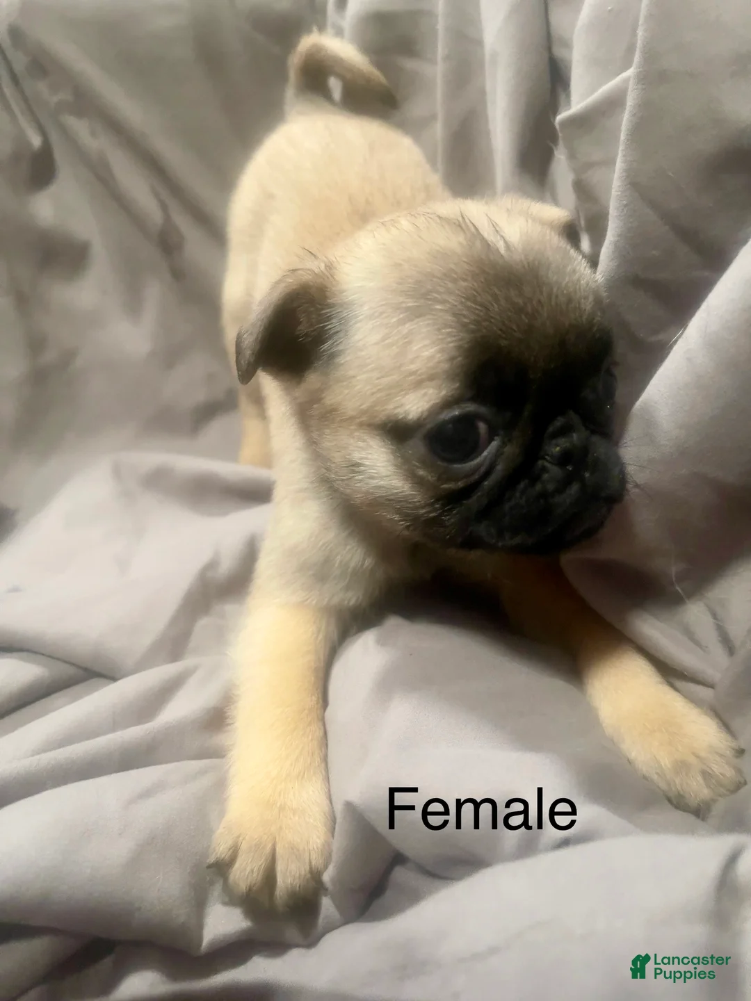 Pug dogs for sale: Pug Puppy 2 - Ad 1