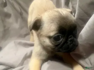 Pug dogs Pug Puppy 2 - Ad 7