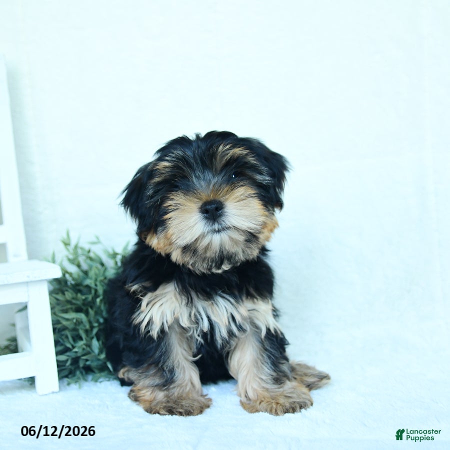 Yorkshire Terrier dogs Buster - Ad 1