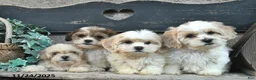 Bichpoo dogs for sale: Bruno  - Ad 5