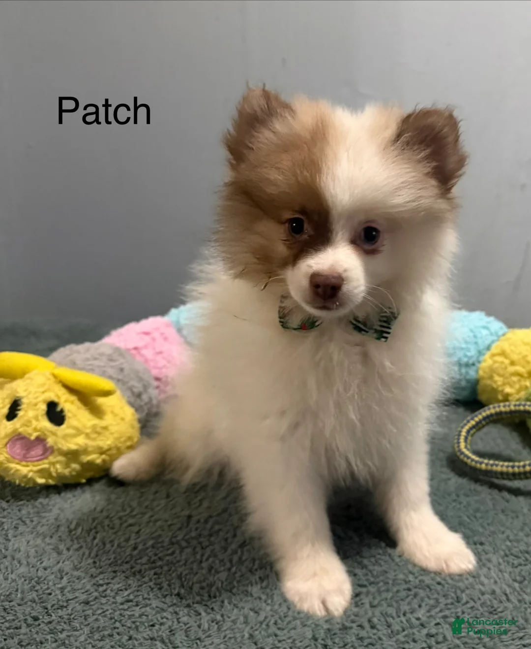 Pomeranian dogs for sale: Patch - Ad 3