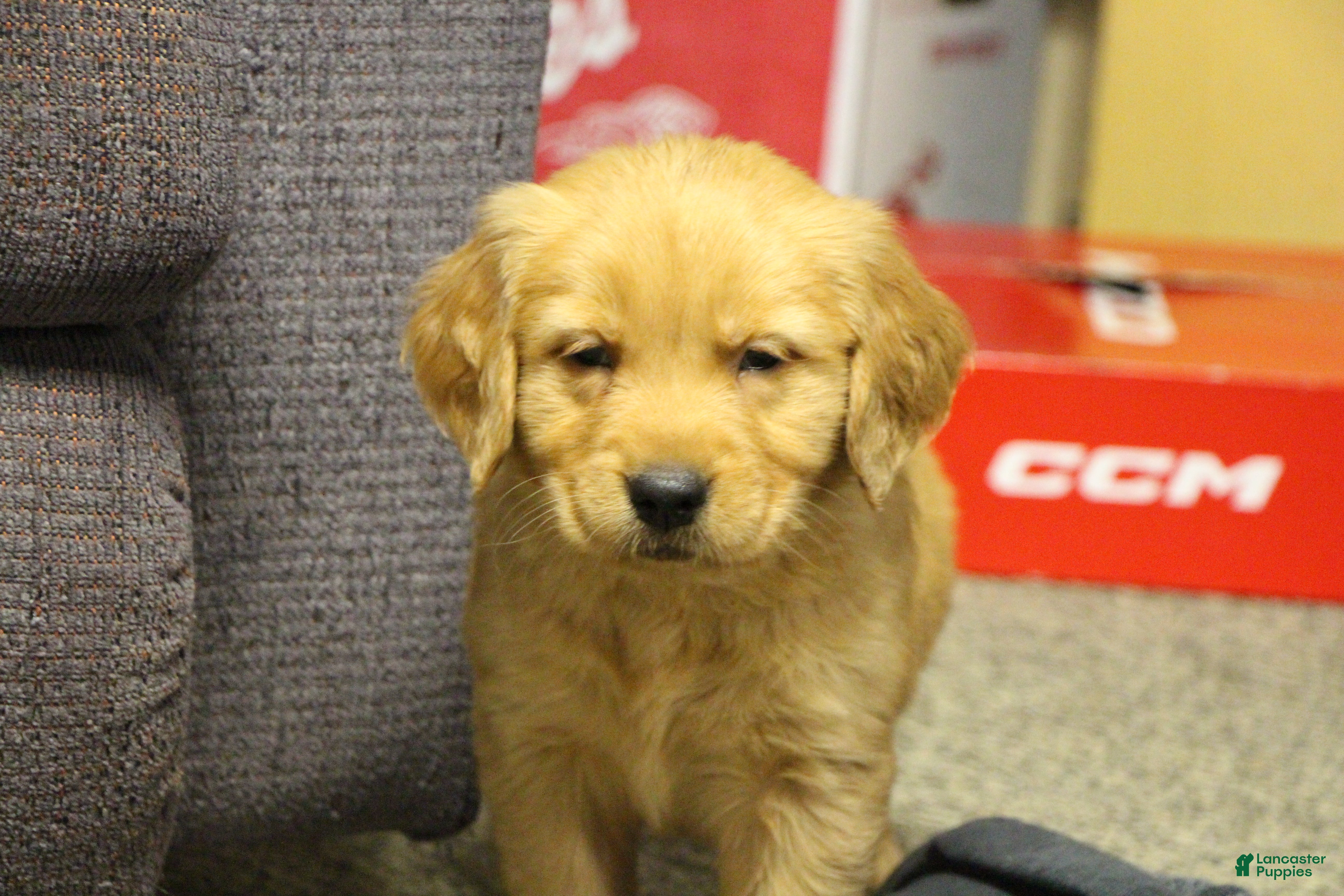 Golden Retriever dogs Rune - Ad 1