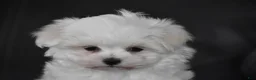 Maltese dogs for sale: Aiden - Ad 6