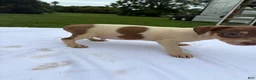 Rat Terrier dogs for sale: Rat Terrier 4 - Ad 7