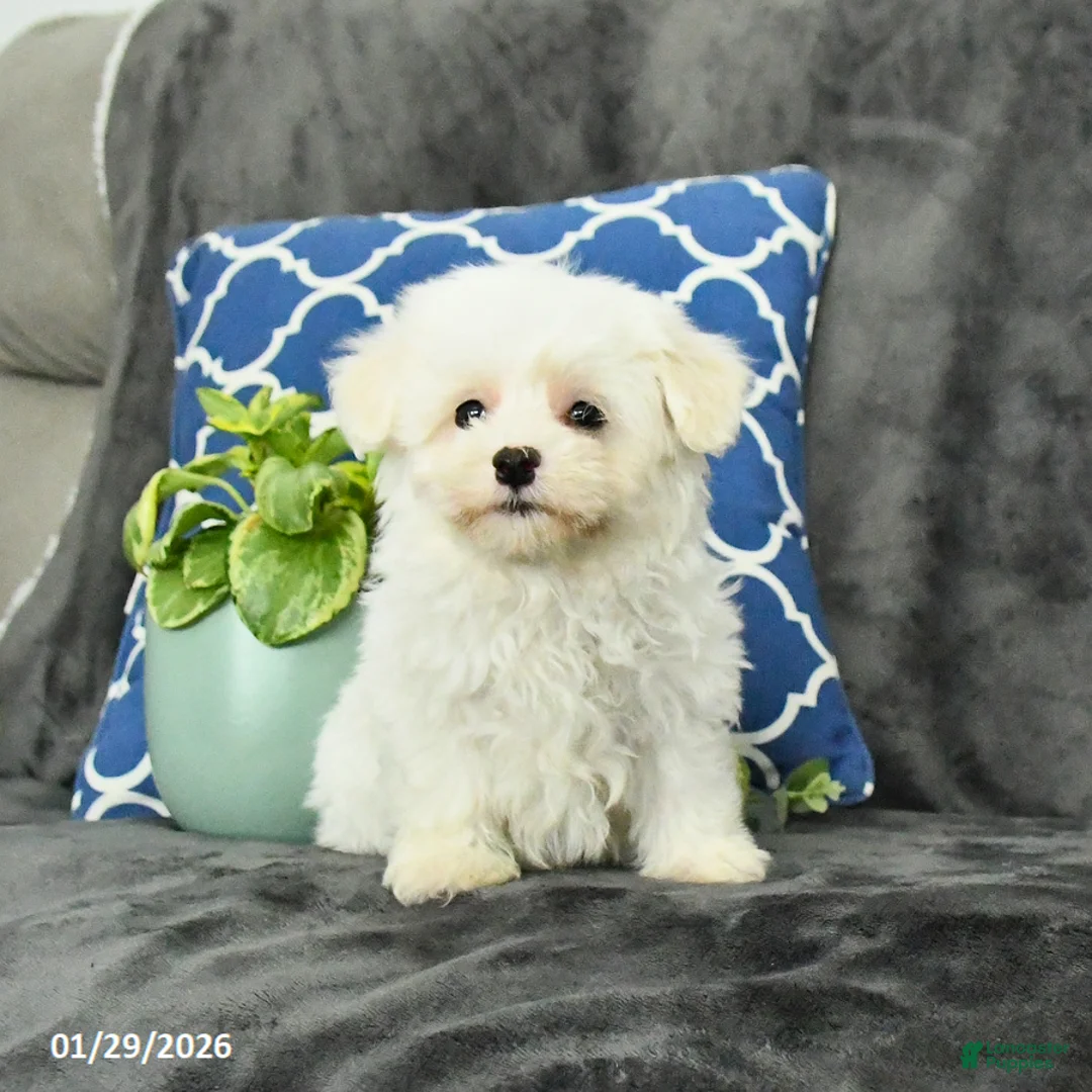 Mixed Breed dogs for sale: Dolly - Ad 2