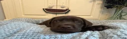 Labrador Retriever dogs for sale: Labrador Retriever Pink - Ad 3