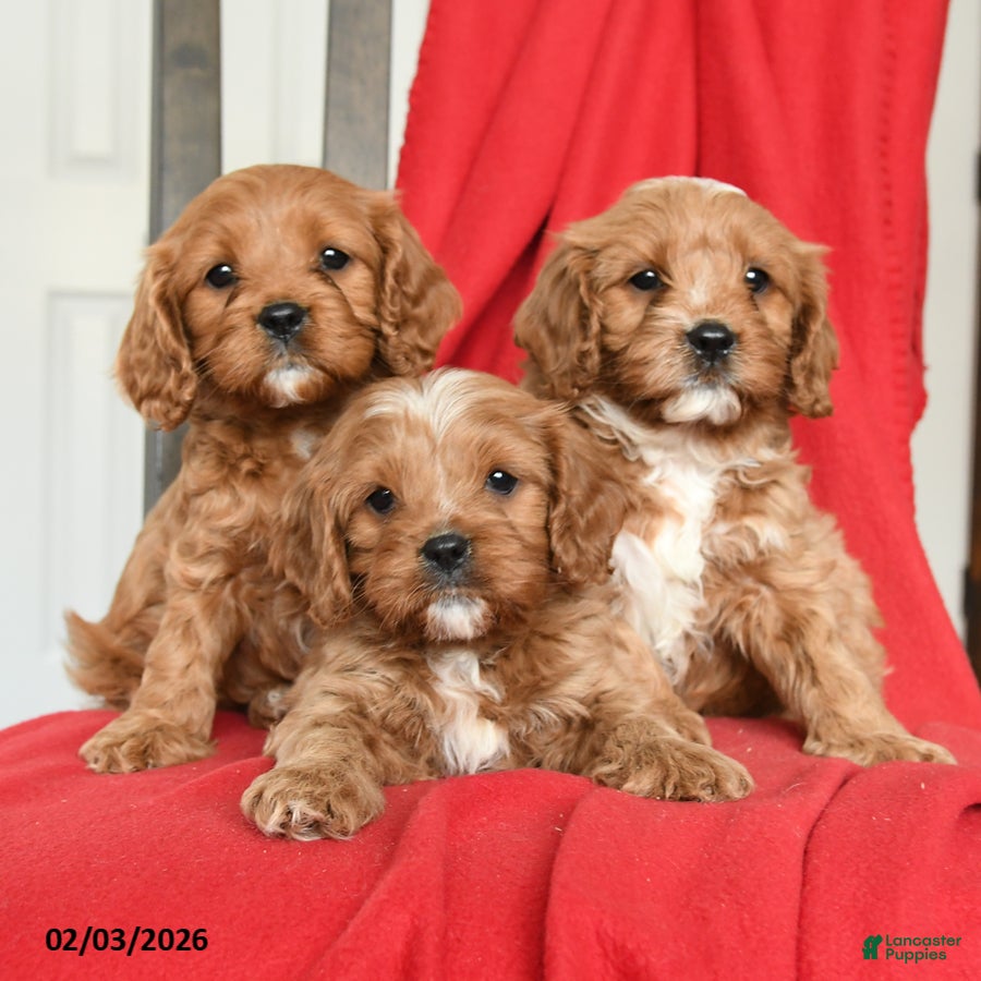 Cavapoo dogs Cameron - Ad 2