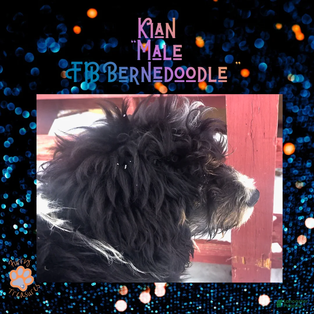 Mini Bernedoodle dogs for sale: Kian “Blue Collar” Male - Ad 8
