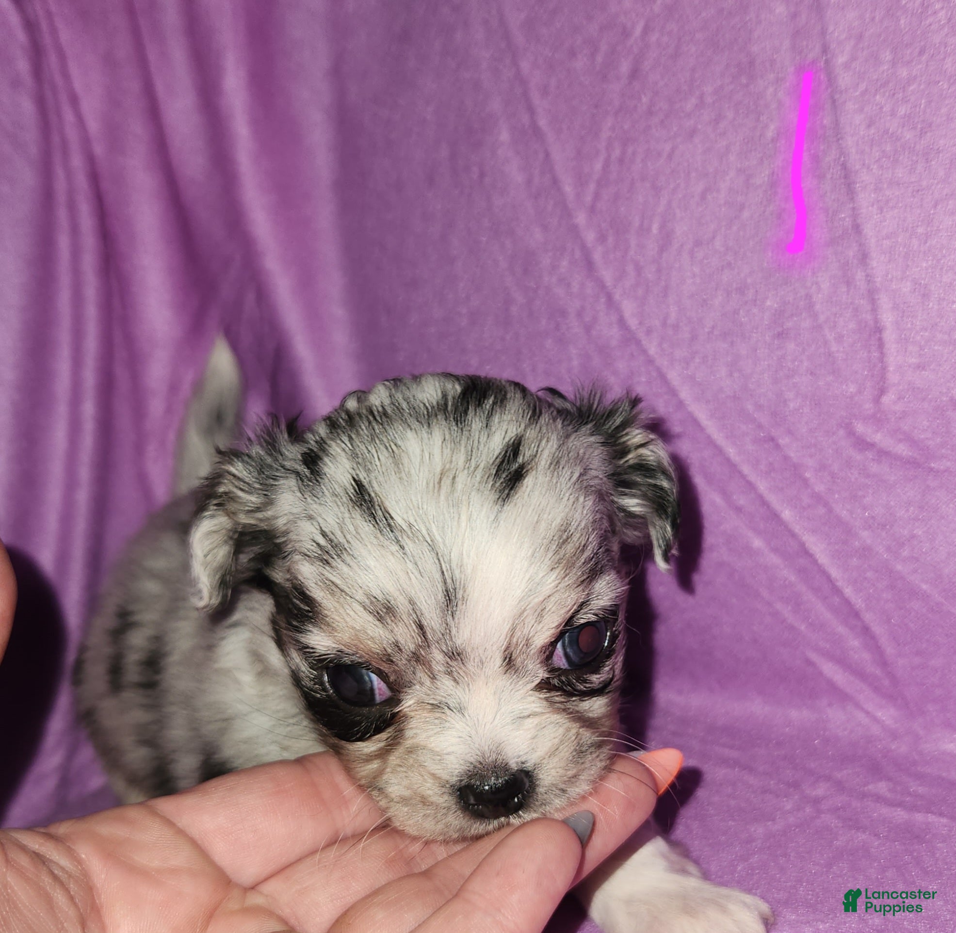 Chihuahua dogs Female 1- Black merle  - Ad 11