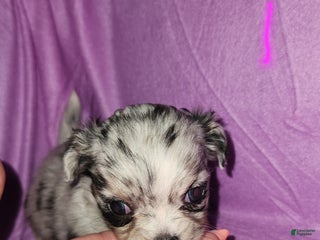 Chihuahua dogs Female 1- Black merle - Ad 21