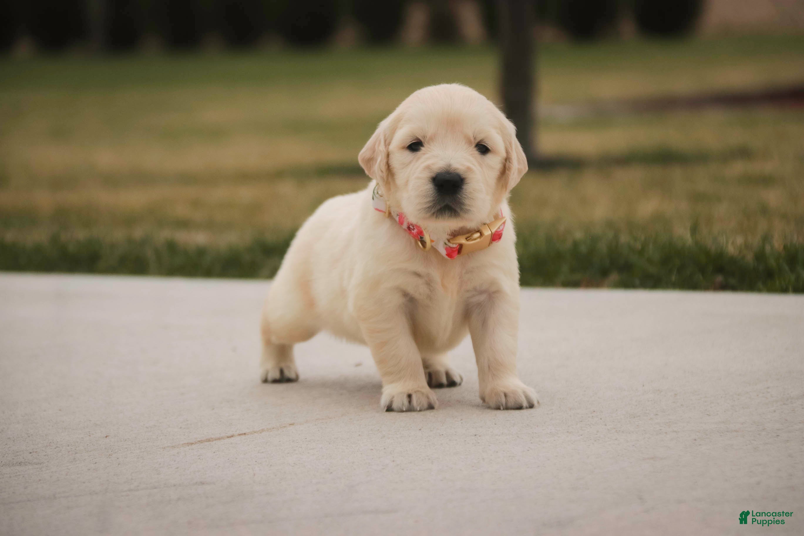 Golden Retriever dogs Jade - Ad 39