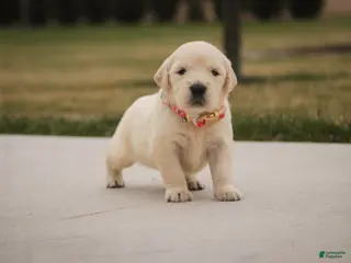 Golden Retriever dogs Jade - Ad 39