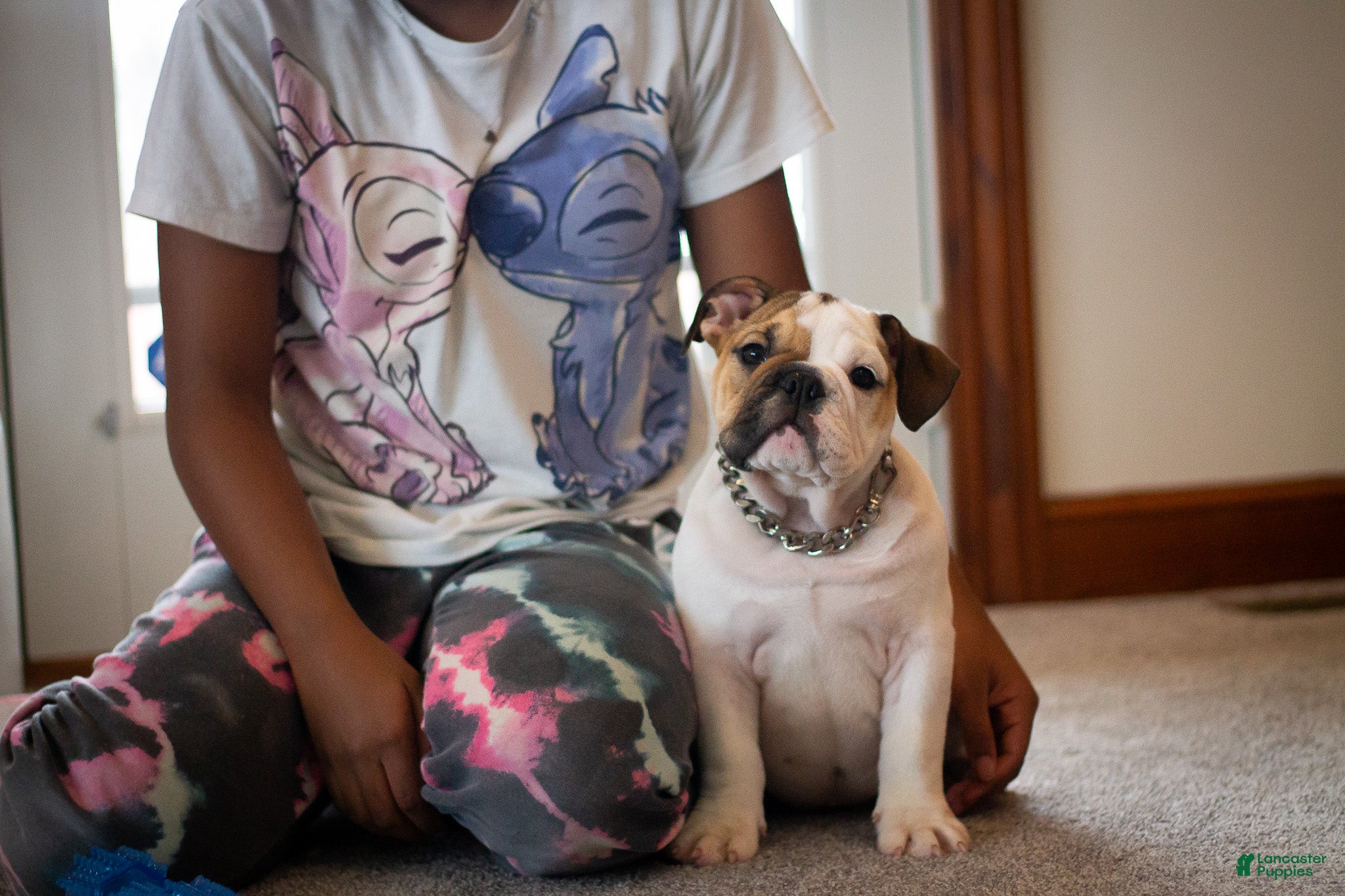 English Bulldog dogs Harley (female) - Ad 1