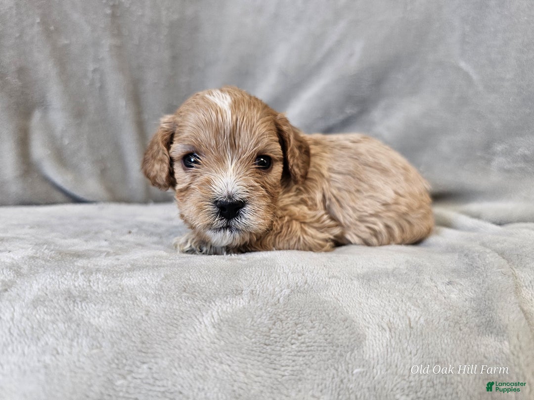 Cavapoo dogs for sale: Pesto - Ad 8