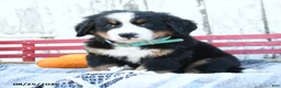 Bernese Mountain Dog dogs for sale: Ashley - Ad 1