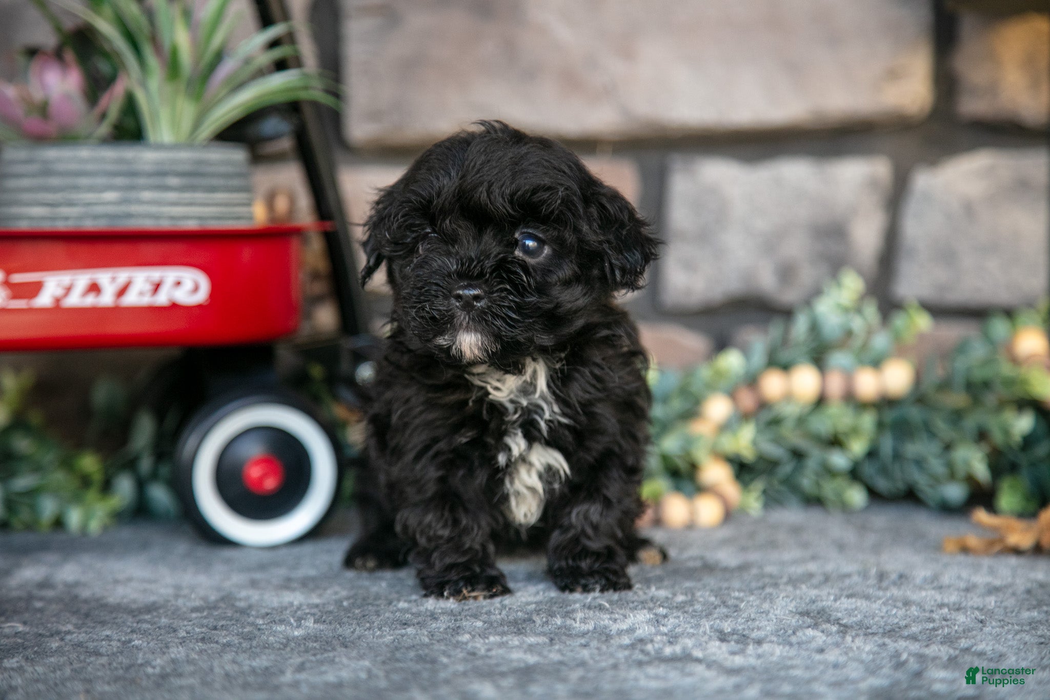 Havapoo dogs Treva - Ad 2