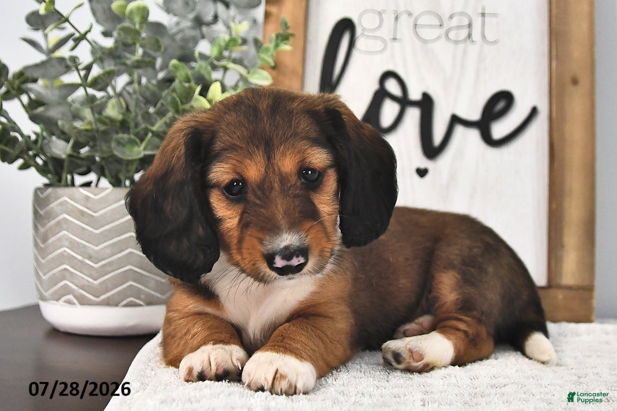 Miniature Dachshund dogs Marcy - Ad 1
