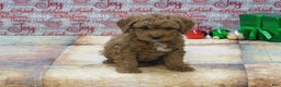 Goldendoodle dogs for sale: Mini Rusty - Ad 4