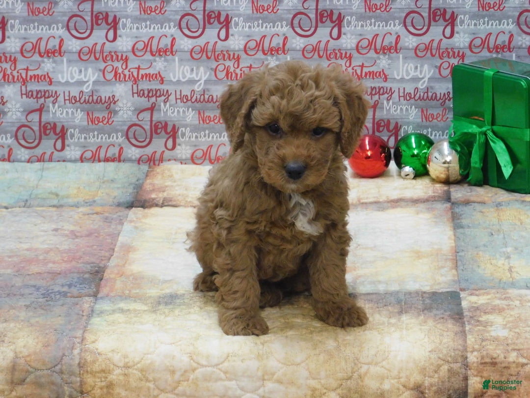 Goldendoodle dogs for sale: Mini Rusty - Ad 4