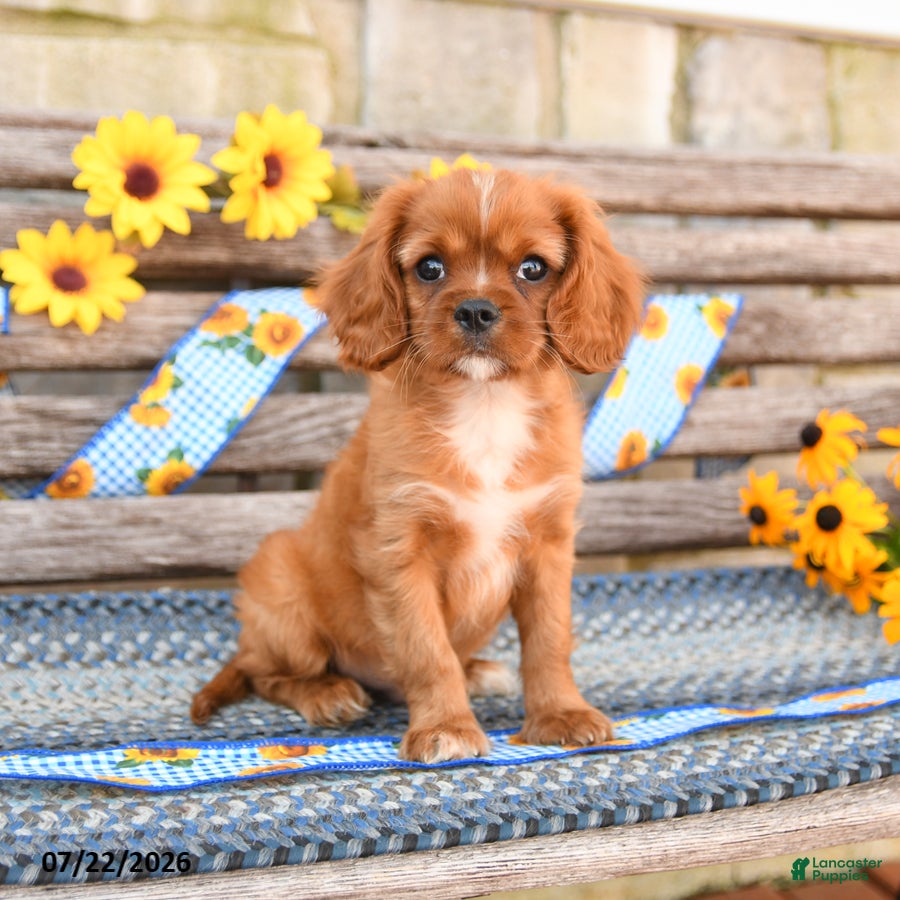 Cavalier King Charles Spaniel dogs for sale: Tommy - Ad 2
