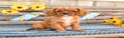 Cavalier King Charles Spaniel dogs for sale: Tommy - Ad 1