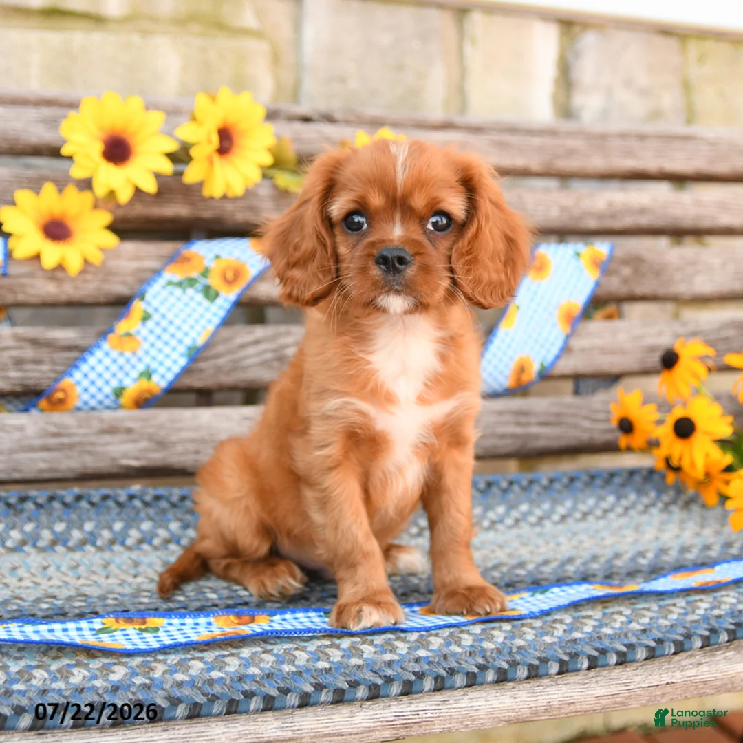 Cavalier King Charles Spaniel dogs for sale: Tommy - Ad 1