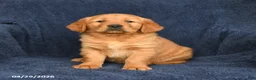 Golden Retriever dogs for sale: BJ - Ad 1