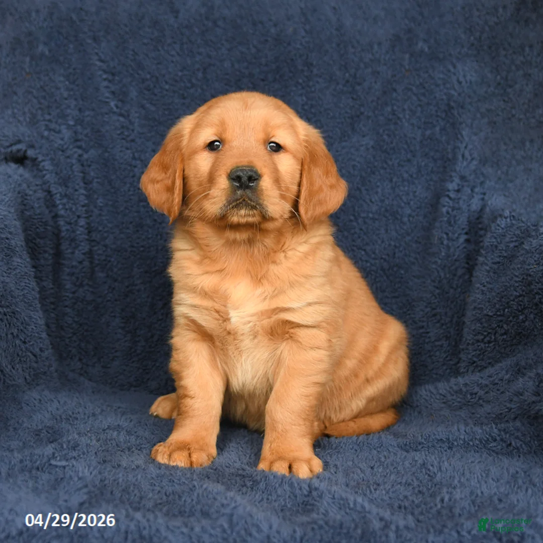 Golden Retriever dogs for sale: BJ - Ad 1