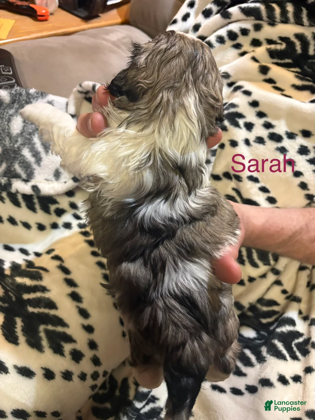 Shih Tzu dogs for sale: Sarah - Ad 2