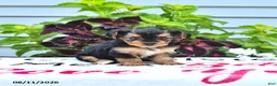 Yorkshire Terrier dogs for sale: Pixie - Ad 2