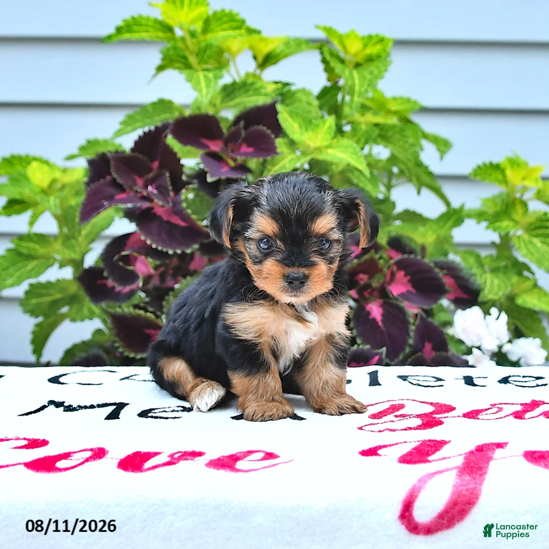 Yorkshire Terrier dogs for sale: Pixie - Ad 2