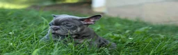 French Bulldog dogs for sale: 🐾 Mickey - Ad 10