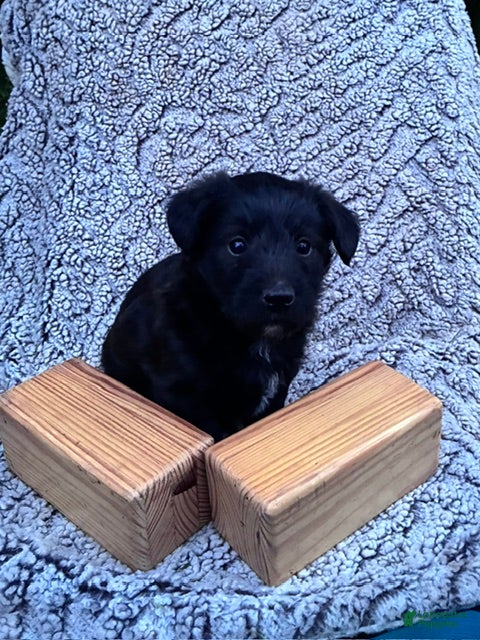 Corgipoo dogs Hershey - Ad 2