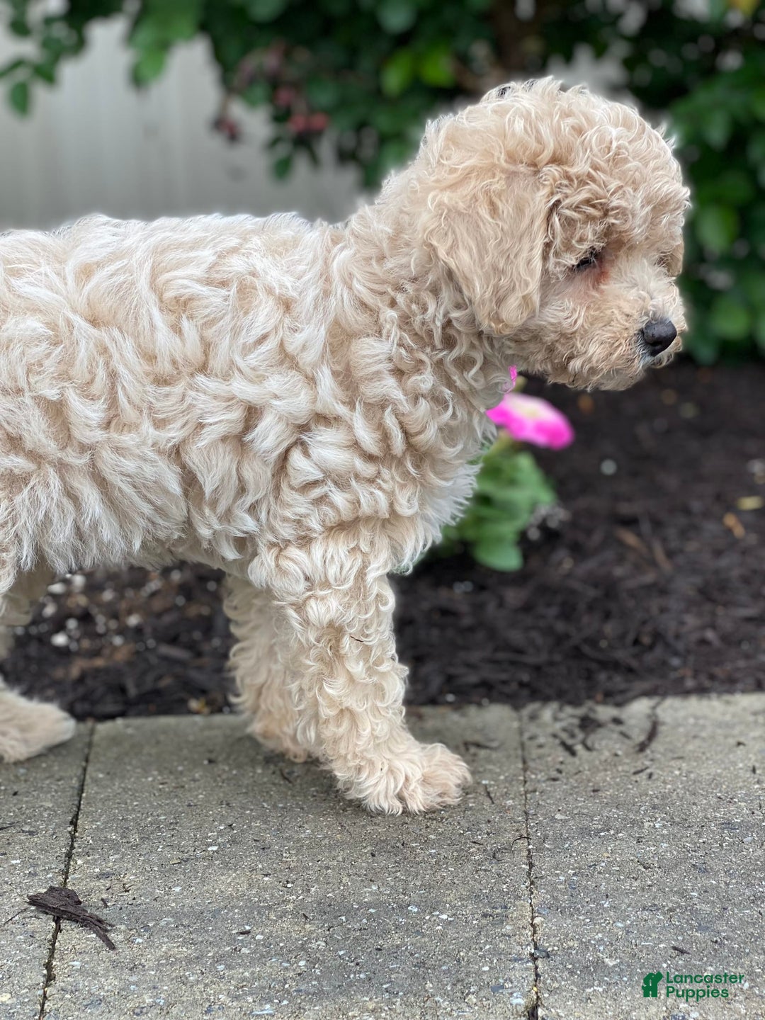 Miniature Poodle dogs for sale: Pansy - Ad 5