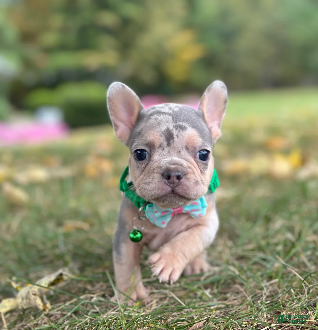 French Bulldog dogs for sale: Bella Rose 🌹  - Ad 2