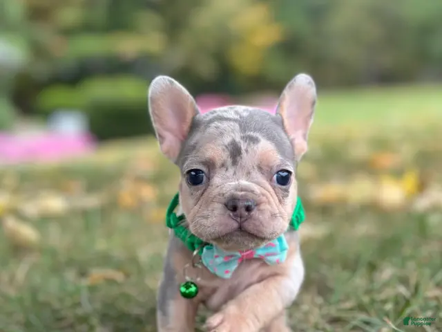 French Bulldog dogs for sale: Bella Rose 🌹 - Ad 2