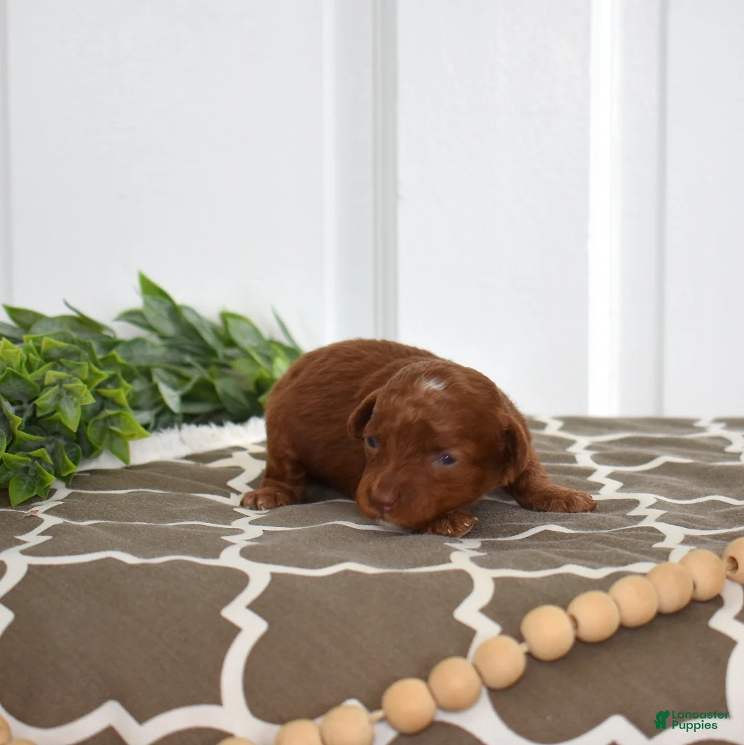 Toy Poodle dogs for sale: Cedar  - Ad 6