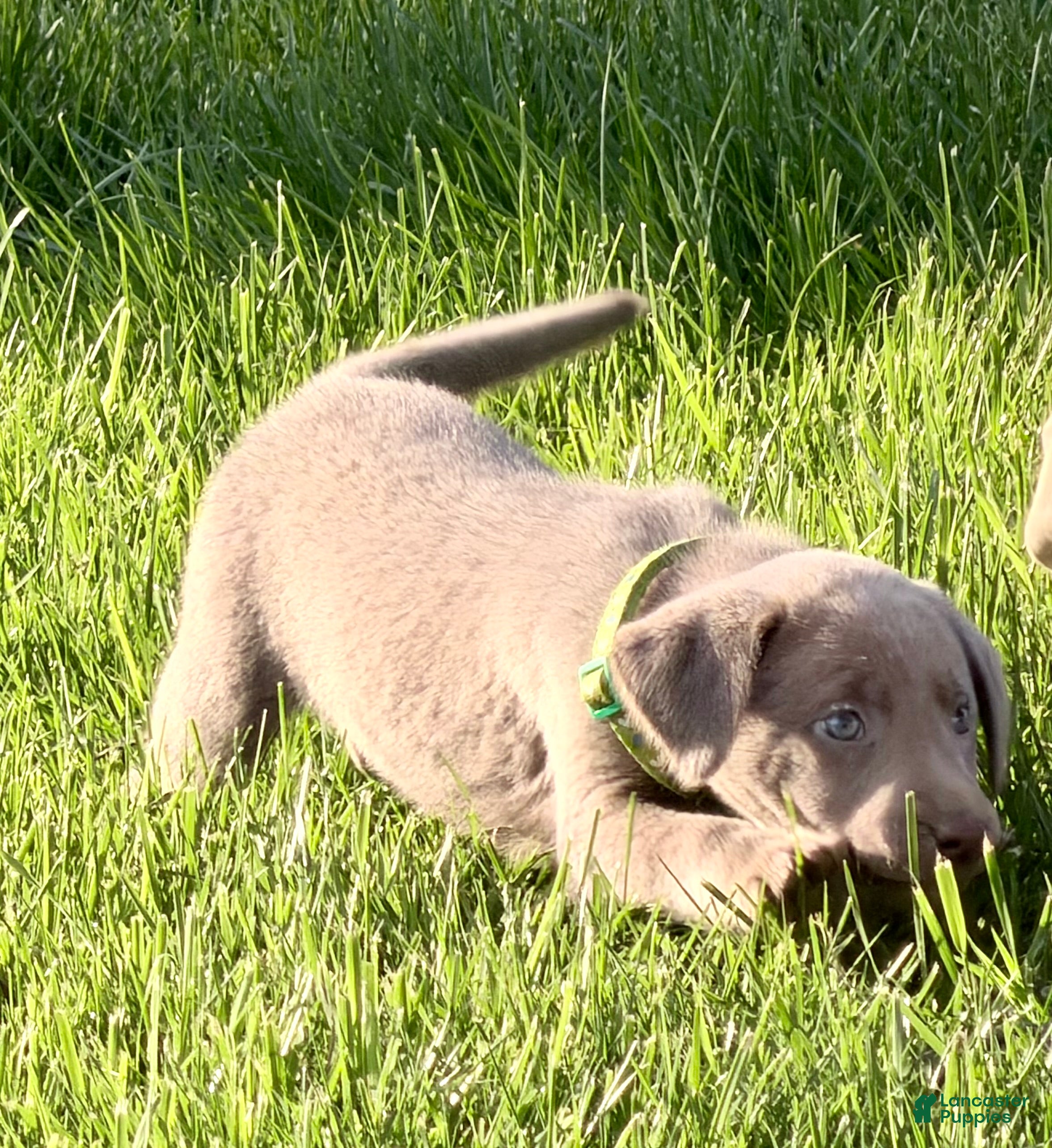 Labrador Retriever dogs for sale: Piper - Ad 4