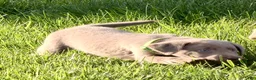 Labrador Retriever dogs for sale: Piper - Ad 1